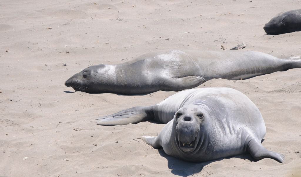 elephantseal