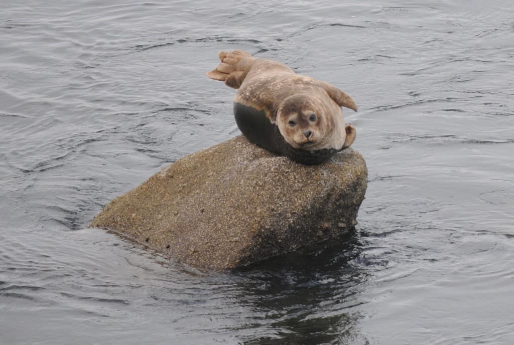 mrseal